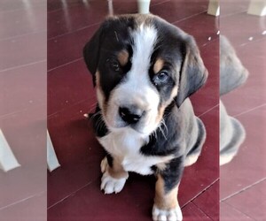 Greater Swiss Mountain Dog Puppy for sale in JONESTOWN, PA, USA