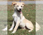 Small #3 Huskies -Labrador Retriever Mix