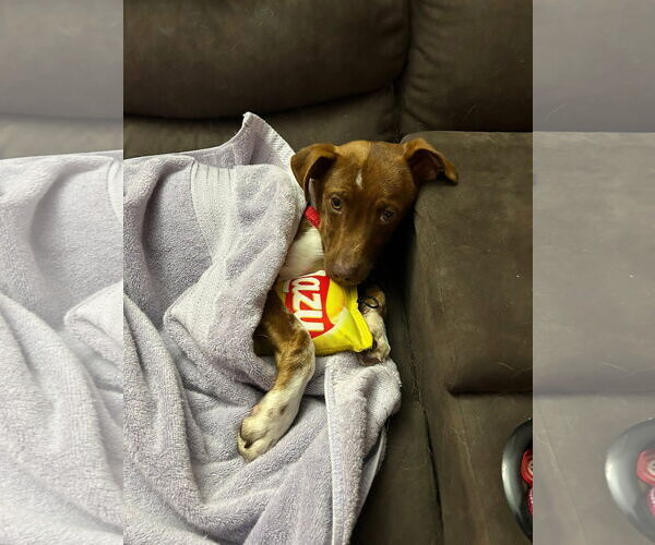 Medium Photo #3 Dachshund-Vizsla Mix Puppy For Sale in Wakefield, RI, USA