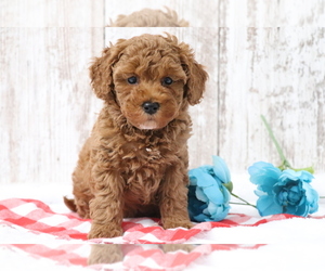 Poodle (Miniature) Puppy for Sale in SHILOH, Ohio USA
