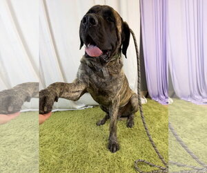 Mutt Dogs for adoption in Goodyear, AZ, USA