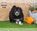 Litter of 2 - Male HavaneseLitter of Puppies for Sale - Photo #4