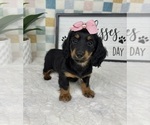 Small #4 Dachshund