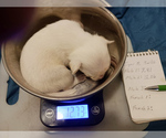 Puppy 5 Chihuahua