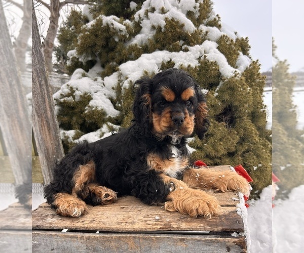 Medium Photo #1 Cocker Spaniel Puppy For Sale in MIDDLEBURY, IN, USA