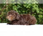 Small #20 ShihPoo
