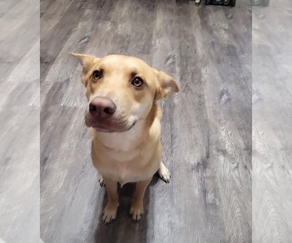 Medium Photo #3 Labrador Retriever-Unknown Mix Puppy For Sale in Minneapolis, MN, USA