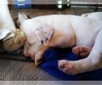 Small Photo #61 American Pit Bull Terrier-Labrador Retriever Mix Puppy For Sale in MOORESBORO, NC, USA