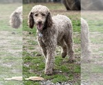 Small Photo #3 Poodle (Standard) Puppy For Sale in LOUISA, VA, USA