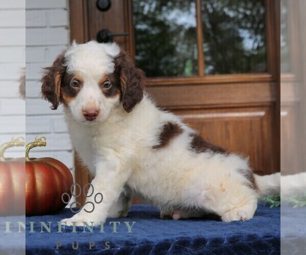 Medium Photo #4 Bernedoodle (Miniature) Puppy For Sale in LANCASTER, PA, USA