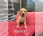 Puppy Kasey Labrador Retriever