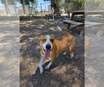 Small #3 American Pit Bull Terrier Mix