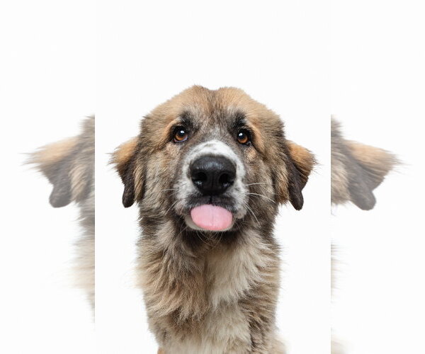 Medium Photo #2 Anatolian Shepherd-Unknown Mix Puppy For Sale in Houston, TX, USA