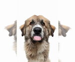 Small #1 Anatolian Shepherd Mix