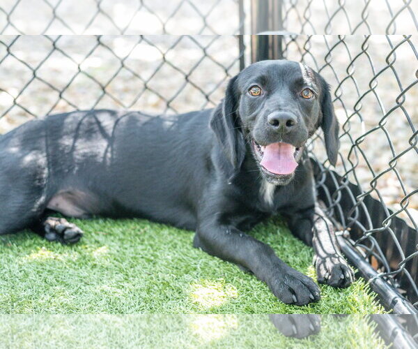 Medium Photo #5 Spanador Puppy For Sale in Hilton Head, SC, USA