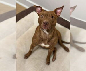 Mutt Dogs for adoption in Oakhurst, NJ, USA