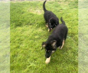 German Shepherd Dog-Wolf Hybrid Mix Puppy for sale in TACOMA, WA, USA