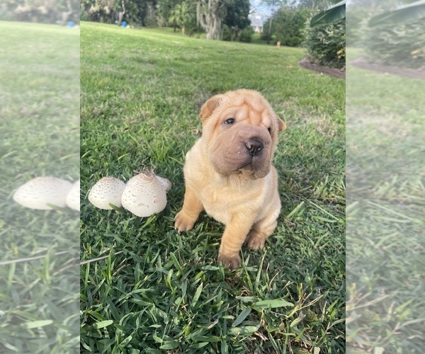 Medium Photo #1 Chinese Shar-Pei Puppy For Sale in PALM CITY, FL, USA