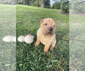 Chinese Shar-Pei Puppy for Sale in PALM CITY, Florida USA