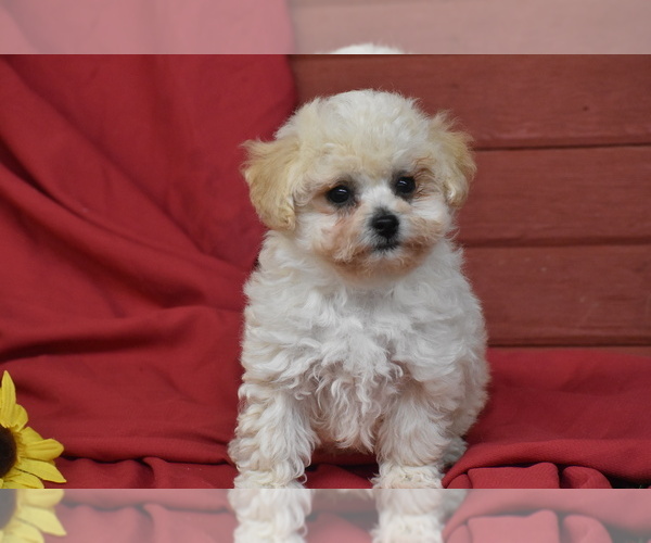 Medium Photo #4 Bichpoo Puppy For Sale in ELDORADO, OH, USA