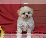 Small #3 Bichpoo