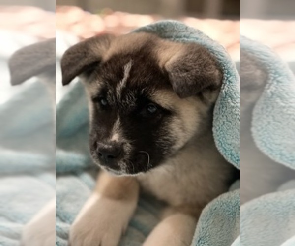 Medium Photo #3 Akita Puppy For Sale in COSMOPOLIS, WA, USA