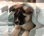 Small Photo #3 Akita Puppy For Sale in COSMOPOLIS, WA, USA