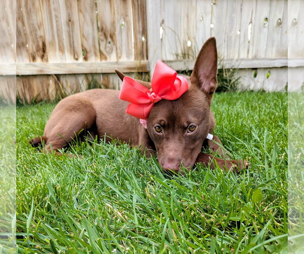 Medium Photo #14 Australian Kelpie-Unknown Mix Puppy For Sale in Sandy, UT, USA