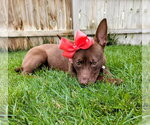 Small #13 Australian Kelpie Mix
