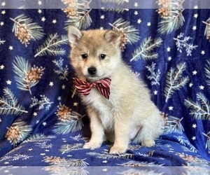 Pomsky Puppy for sale in LAKELAND, FL, USA