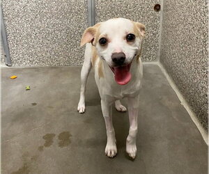 Chihuahua Dogs for adoption in Santa Rosa, CA, USA