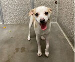 *MILA - Female Chihuahua Dog for Adoption - Small photo