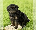 Small #4 Poovanese