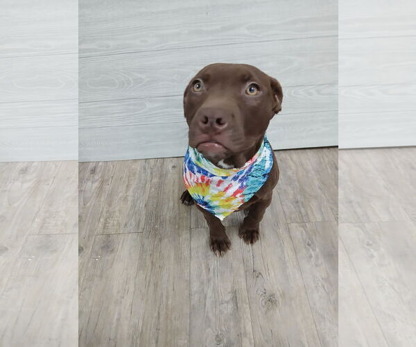 Medium Photo #5 Mutt Puppy For Sale in Murfreesboro, NC, USA