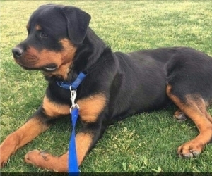 Father of the Rottweiler puppies born on 01/29/2022