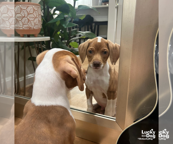Medium Photo #6 Beagle-Retriever  Mix Puppy For Sale in Washington, DC, USA
