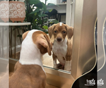 Small Photo #6 Beagle-Retriever  Mix Puppy For Sale in Washington, DC, USA