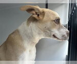 BANE - Male Great Pyrenees-Unknown Mix Dog for Adoption - Small photo