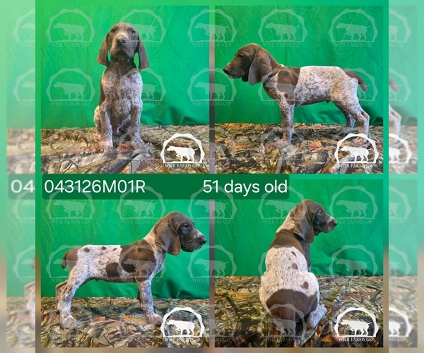 Medium Photo #2 German Shorthaired Pointer Puppy For Sale in MOYIE SPRINGS, ID, USA