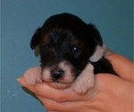Small Photo #11 Collie-Poodle (Miniature) Mix Puppy For Sale in PERU, IN, USA