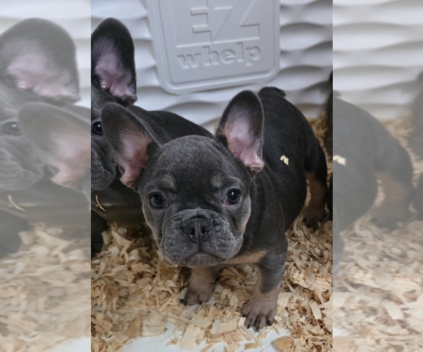 Medium Photo #3 French Bulldog Puppy For Sale in BALTIMORE, MD, USA