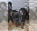Small #2 French Bulldog
