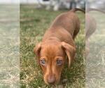 Puppy 1 Dachshund