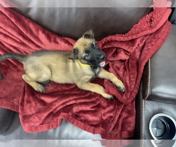 Medium Photo #86 Belgian Malinois Puppy For Sale in REESEVILLE, WI, USA