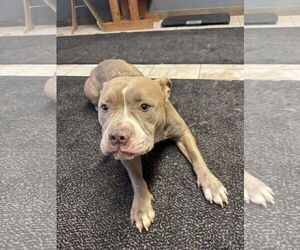 Mutt Dogs for adoption in Leavenworth, KS, USA