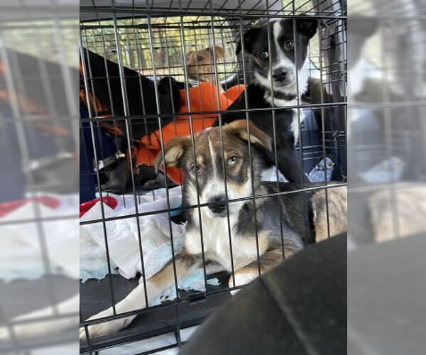 Medium Photo #4 Border Collie Puppy For Sale in Mt. Laurel, NJ, USA