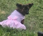 Small Photo #1 Chihuahua-Chiweenie Mix Puppy For Sale in MURFREESBORO, TN, USA