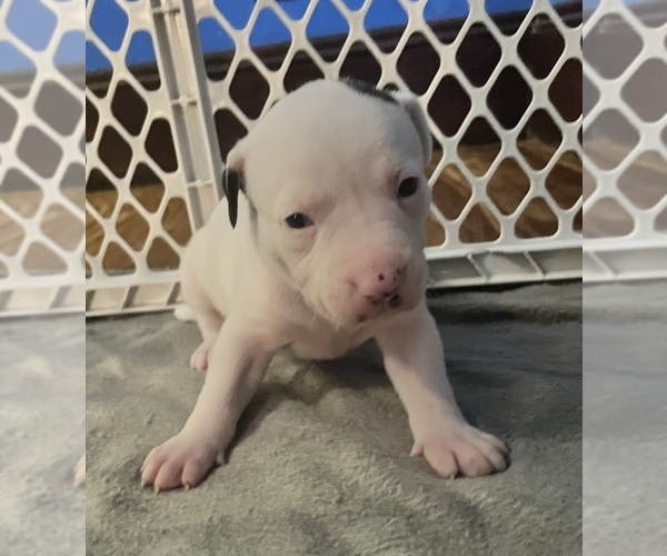Medium Photo #2 American Pit Bull Terrier Puppy For Sale in ZANESVILLE, OH, USA