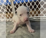 Small #1 American Pit Bull Terrier