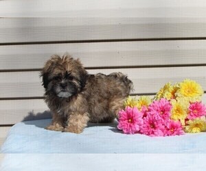 Shih-Poo Puppy for sale in FREDERICKSBURG, OH, USA